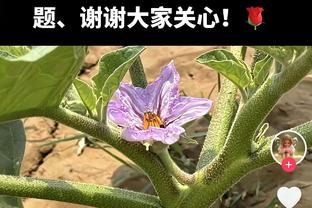 阿瑙托维奇本场数据：1粒进球4次关键传球 获评全场最高8.1分